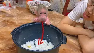 Monkey Baby Tom | Baby monkey Tom eats delicious rice with his mother