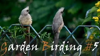 Garden Birding - Common Garden Bird Species Of Johannesburg, South Africa | Stories Of The Kruger