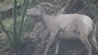 Bighorn sheep in the rain eating ocotillo leaves on a steep slope high above Borrego Palm Canyon.