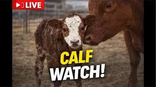 Live Stream Calf Watch