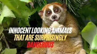 7 Animals that Look Harmless But Deadly - Innocent-Looking Animals That Are Surprisingly Dangerous