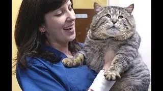 World's Fattest, Heaviest, Biggest Cat | GOLIATH CAT 