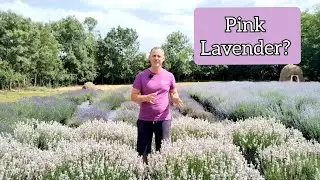 Pink Lavender - Miss Katherine