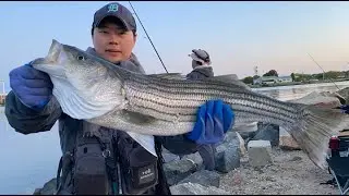 Striped bass fishing in Cape Code Canal (5/28, 2023)