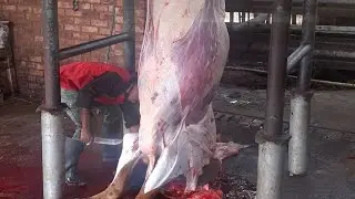 HOW Cow  Slaughter  Process Goes in EkuRhuleni in South Africa