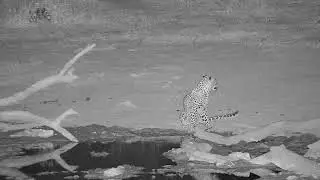Late night Leopard lurking