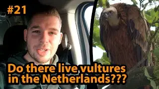 #21 Do there live vultures in the Netherlands?/Leven er gieren in Nederland?