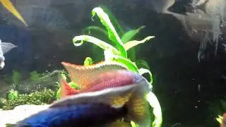 Oddball Pets - Red Empress