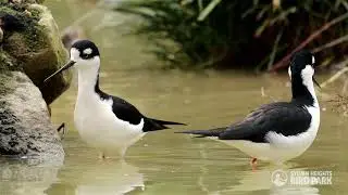 Black-necked Stilts