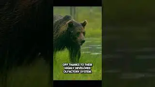 Why Bears Have Incredible Smell Power!