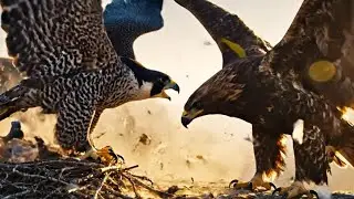 Eagle vs. Hawk: A Battle for Survival & a Humane Rescue of Baby Pigeons