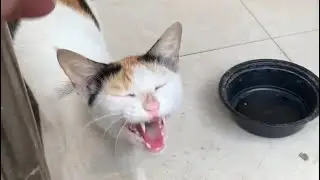13th Dec25 Meautu&rsquo;s 🐈 recovery ❤️&zwj;🩹 Mom Cat&rsquo;s 🐈 loneliness 🥺 Chitkabra&rsquo;s 🐱 cuteness ❤️