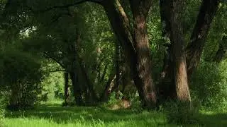 5-minute MEDITATION - relax amongst the trees | ASMKR nature sounds