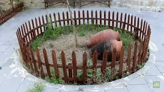 Ardanu&ccedil;   Artvin'in şirin il&ccedil;esi