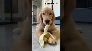 28 days to One Year golden retriever transformation #transformation #feed #dog #cute #love#doglover
