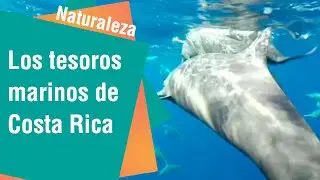 Los tesoros marinos de Costa Rica: Desde delfines hasta tiburones |