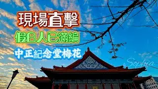 現場直擊 中正紀念堂梅花 假日人已滿編#遊客#打卡#攝影#三軍儀隊#表演#活動#去哪玩#景點#浪漫#夜拍#假日好去處#熱門#travel#中正紀念堂#親子遊#觀光#這一週我們#黃昏#生活#梅花#鳥