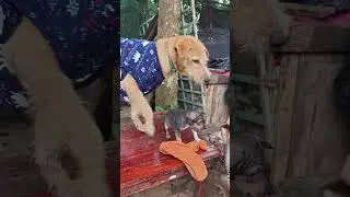 Puppy Steals Monkey&rsquo;s Banana #monkey #monkeysr #animals #animallife #babyanimal #cute #cat #baby