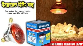 ইনফ্রারেড হিটিং বাল্ব | খামারে ঠান্ডা থেকে বাচাতে দারুন সমাধান | Infrared Heat Lamp for Poultry Farm