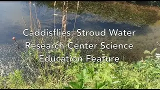 Science Education Feature: Caddisflies