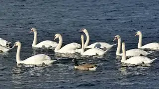 A Beautiful Colony Of Swans Swimming In The Lake