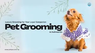 Kathmandu pet spa | Pet Grooming