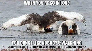 The hooded grebe - Dance like nobody's watching - The Meme that went VIRAL with 50 million views!