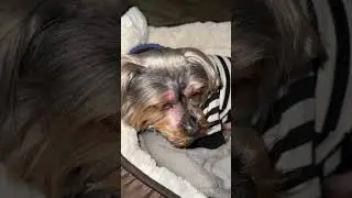 Rescue Dog&rsquo;s Journey: Smilo&rsquo;s Life After Adoption: When Dinner Is 3 Seconds Late!