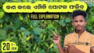 ପୋଟଳ ଚାଷ ମଞ୍ଚା ପ୍ରଣାଳୀରେ |parwal farming in Odisha| Pointed gourd farming #DRfarmingTv