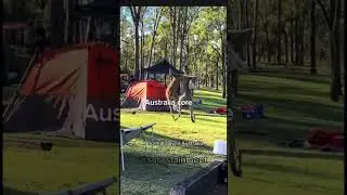 POV: you live in Australia #shorts #australia #unitedstates # animals #funny