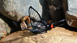 Chorinea amazon 2011