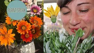 Gazania growing, seeding, plant profile, drought tolerant plant!