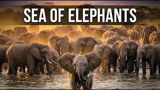 Ultimate African Safari: Hundreds of Elephants & Newborns (Pure Nature Sounds