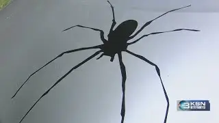 How to combat brown recluse spiders at home