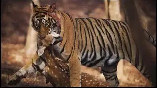 Tiger hunting deer in kabini kakanakote safari 🐅