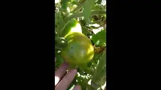 Horta da Fazenda. Tudo org&acirc;nico