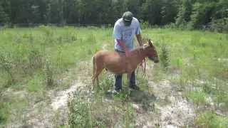 Miniature Mule, a Mini Horse Crossed with a Mini Donkey. Homestead, Organic, Farming, Husbandry SHTF