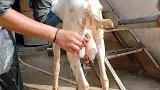 Goats Enjoying a Cool Bath | Farm Life Vibes🐐🐐💦💦