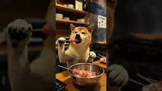 cute amazing chef dog #ilovedog #aidogs