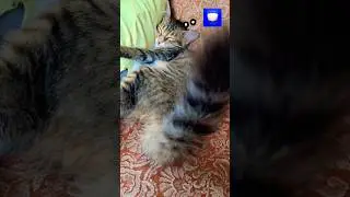 #cat #3bakercats #threecats #youtubeshorts #kitten #funnyshorts #youtube #cute #funnyvideos