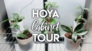 Hoya IKEA Greenhouse Tour! + Quick Channel Update