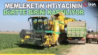 Türkiye’nin Ispanak İhtiyacının Dörtte Birini Bursa Karşılıyor