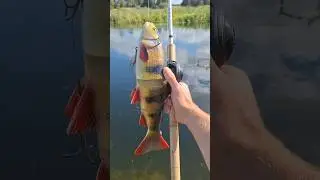 Savage Gear Line Thru Trout 40 cm 🎣🐊 #shorts #fishing #predatorfishing #savagegear #pike