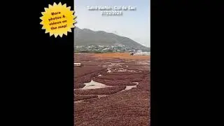 🌿🌊SARGASSUM ARRIVAL ALERT 2025 - 👉Saint Martin - Cul de Sac