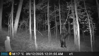 Bear back scratching @ Funk Farms 