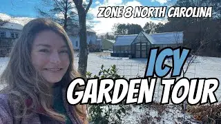 Icy Late January Garden Tour in zone 8 NC 