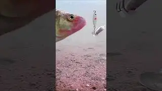 Not interested.  #fishing #underwatercamera #Perch #fish #shorts