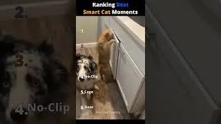 Рейтинг лучших моментов с умными котами 😹 #shors