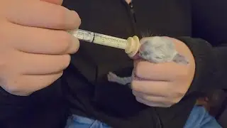 Does the Miracle Nipple actually work?