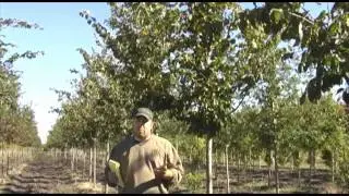 New Hybrid Elm Varieties